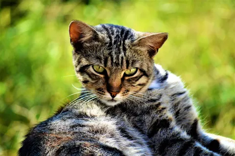 Katze 4K Hintergrundbild · animals · 3840×2553