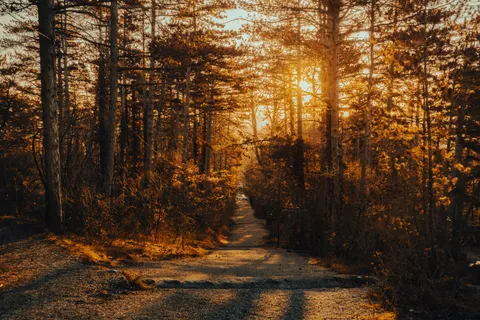 Sfondo Foresta Autunnale 4K · nature · 3840×2560