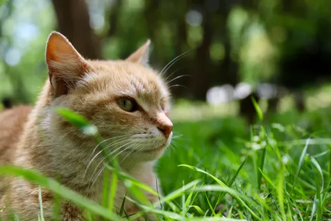 Обои Кот 4K · animals · 3840×2560