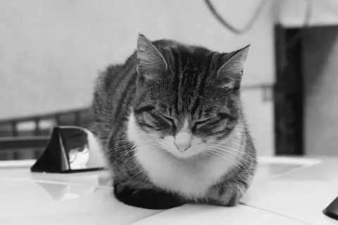 Cat 4K Wallpaper · animals · 3840×2560