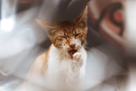 고양이 4K 배경화면 · animals · 3840×2560