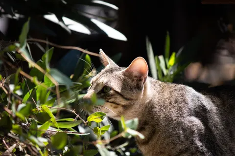 Обои Кот 4K · animals · 3840×2560