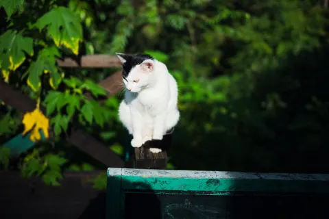 Fondo de pantalla Gato 4K · animals · 3840×2560