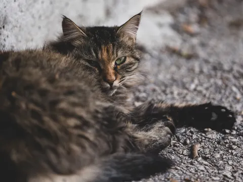 Fond d'écran Chat 4K · animals · 3840×2880