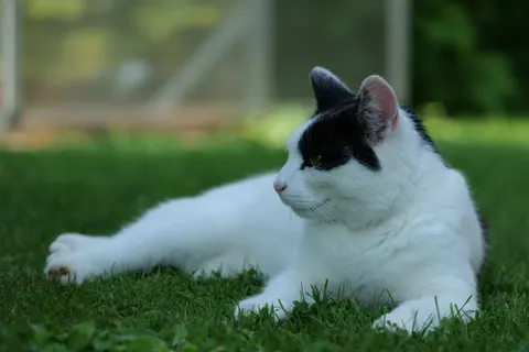 Fondo de pantalla Gato 4K · animals · 3840×2560