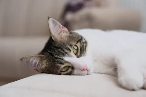Cat 4K Wallpaper · animals · 3840×2560