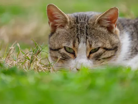 猫咪 4K壁纸 · animals · 3840×2880