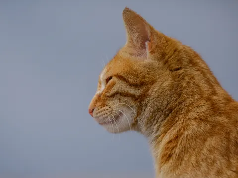 Cat 4K Wallpaper · animals · 3840×2880