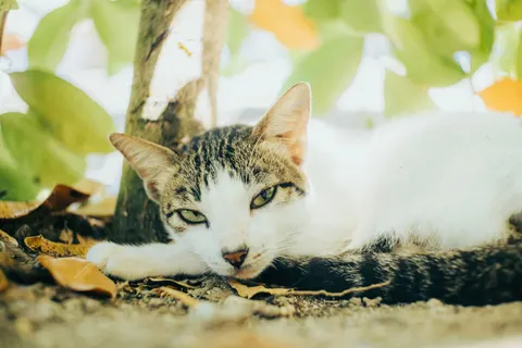 Katze 4K Hintergrundbild · animals · 3840×2560