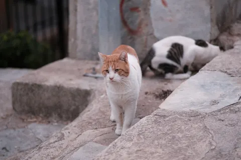 Fondo de pantalla Gato 4K · animals · 3840×2560