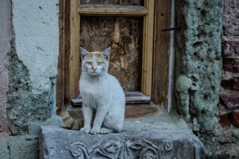 Katze 4K Hintergrundbild · animals · 3840×2560