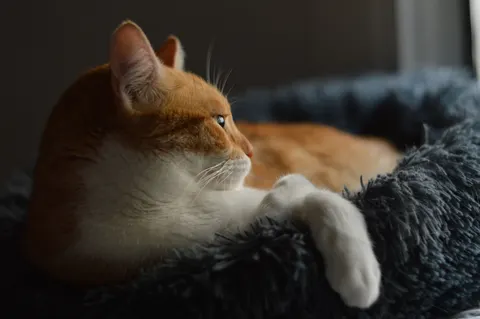 Fond d'écran Chat 4K · animals · 3840×2553