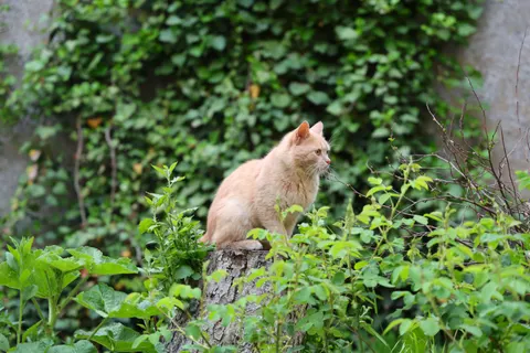 Fondo de pantalla Gato 4K · animals · 3840×2560