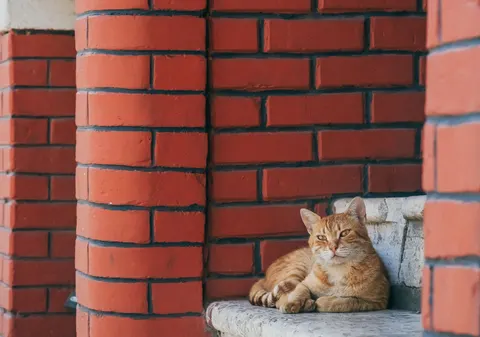 Cat 4K Wallpaper · animals · 3840×2698