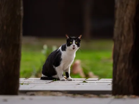 Fondo de pantalla Gato 4K · animals · 3840×2880