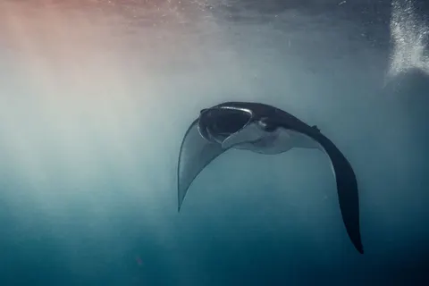 Tapeta Głęboki Błękit 4K · underwater · 3840×2561