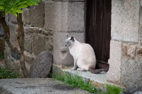 Cat 4K Wallpaper · animals · 3840×2555