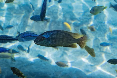 Обои Глубокий синий 4K · underwater · 3840×2560