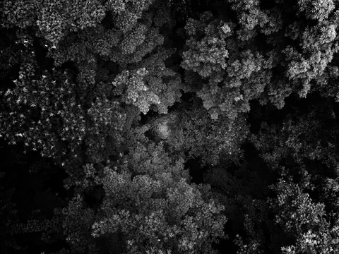 Fondo de pantalla Bosque Vista Aérea 4K · aerial · 3840×2880