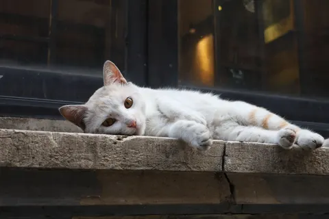 Cat 4K Wallpaper · animals · 3840×2560