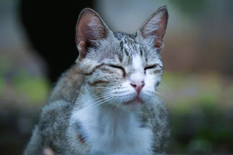 猫 4K壁紙 · animals · 3840×2560