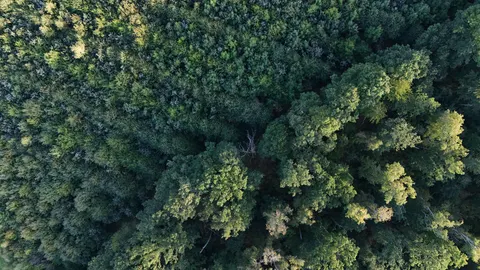 Luftaufnahme Wald 4K Hintergrundbild · aerial · 3840×2160