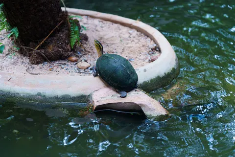 Swimming Turtle 4K Wallpaper · underwater · 3840×2565