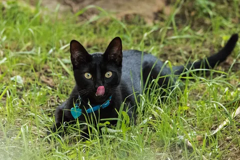 Cat 4K Wallpaper · animals · 3840×2563