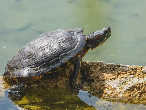 Wallpaper Penyu Berenang 4K · underwater · 3840×2880