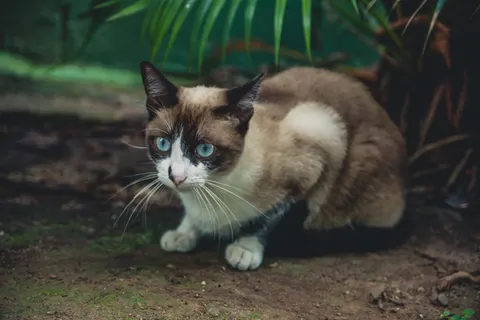 Cat 4K Wallpaper · animals · 3840×2560