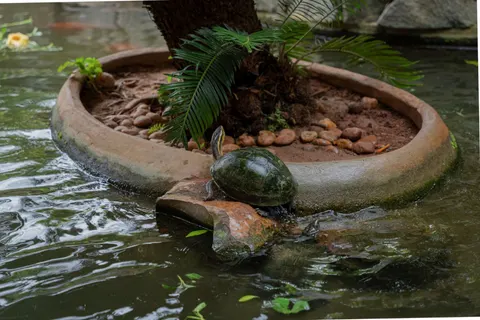Swimming Turtle 4K Wallpaper · underwater · 3840×2560