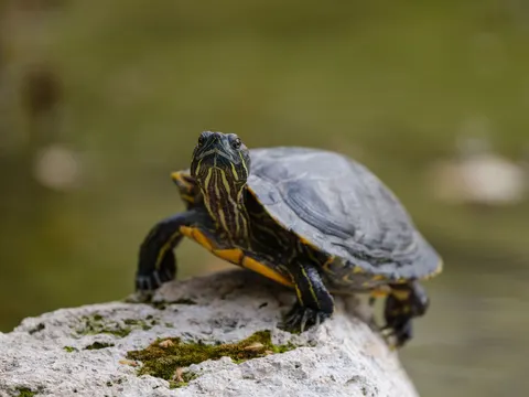 Swimming Turtle 4K Wallpaper · underwater · 3840×2880