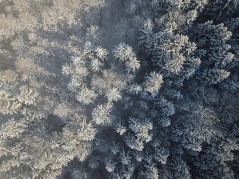 Aerial Forest 4K Wallpaper · aerial · 3840×2880