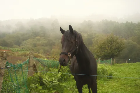 Horse 4K Wallpaper · animals · 3840×2560