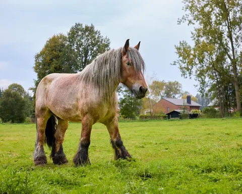 Fond d'écran Cheval 4K · animals · 3840×3072