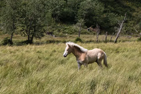 Horse 4K Wallpaper · animals · 3840×2560