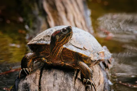 Swimming Turtle 4K Wallpaper · underwater · 3840×2560