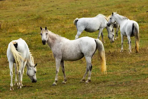 Horse 4K Wallpaper · animals · 3840×2560