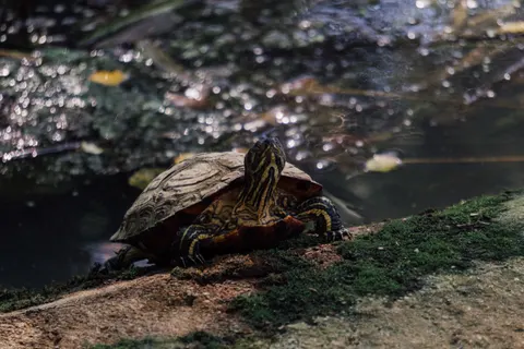 Swimming Turtle 4K Wallpaper · underwater · 3840×2560