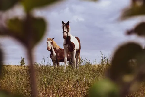 Horse 4K Wallpaper · animals · 3840×2560