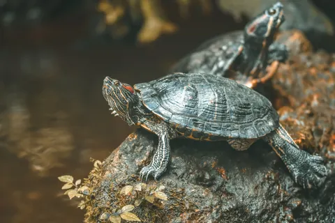 Swimming Turtle 4K Wallpaper · underwater · 3840×2560