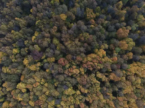 والپیپر جنگل هوایی با کیفیت 4K · aerial · 3840×2880
