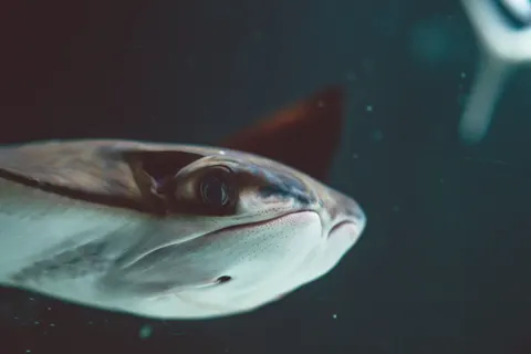 Swimming Turtle 4K Wallpaper · underwater · 3840×2561