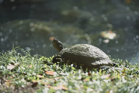 Swimming Turtle 4K Wallpaper · underwater · 3840×2560