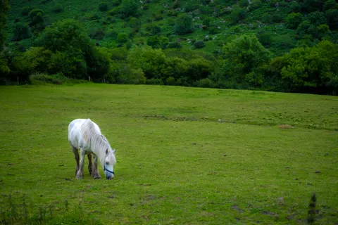 Horse 4K Wallpaper · animals · 3840×2560