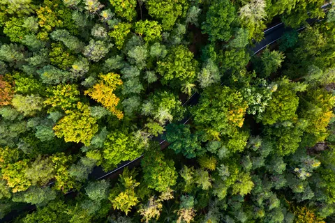 Fond d'écran Forêt Vue du Ciel 4K · aerial · 3840×2560