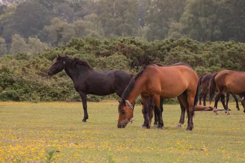 Horse 4K Wallpaper · animals · 3840×2560