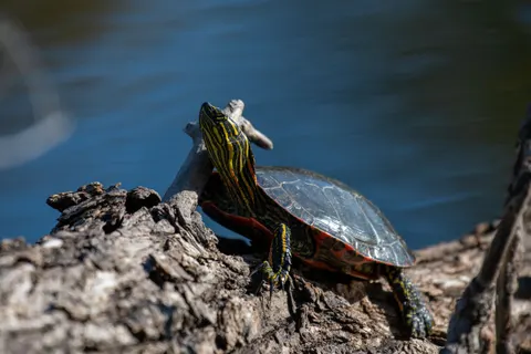 Swimming Turtle 4K Wallpaper · underwater · 3840×2560