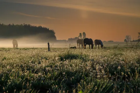 Papel de parede Cavalo 4K · animals · 3840×2560