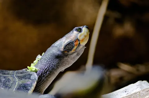 Wallpaper Penyu Berenang 4K · underwater · 3840×2532